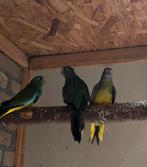 Splendid, Dieren en Toebehoren, Vogels | Parkieten en Papegaaien, Meerdere dieren, Parkiet, Geringd