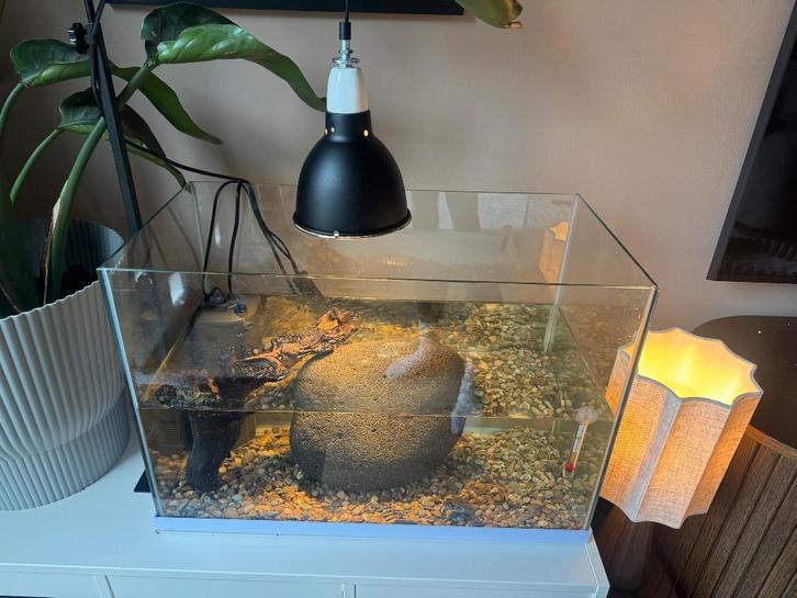 Kleine Muskus schildpad met aquarium en toebehoren, Dieren en Toebehoren, Reptielen en Amfibieën | Toebehoren, Zo goed als nieuw