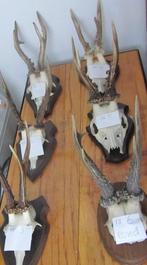 Geweien, Ophalen, Zo goed als nieuw, Wild dier, Schedel