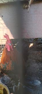 Overjarige sabelpootkriel haan, Dieren en Toebehoren, Pluimvee, Mannelijk, Kip