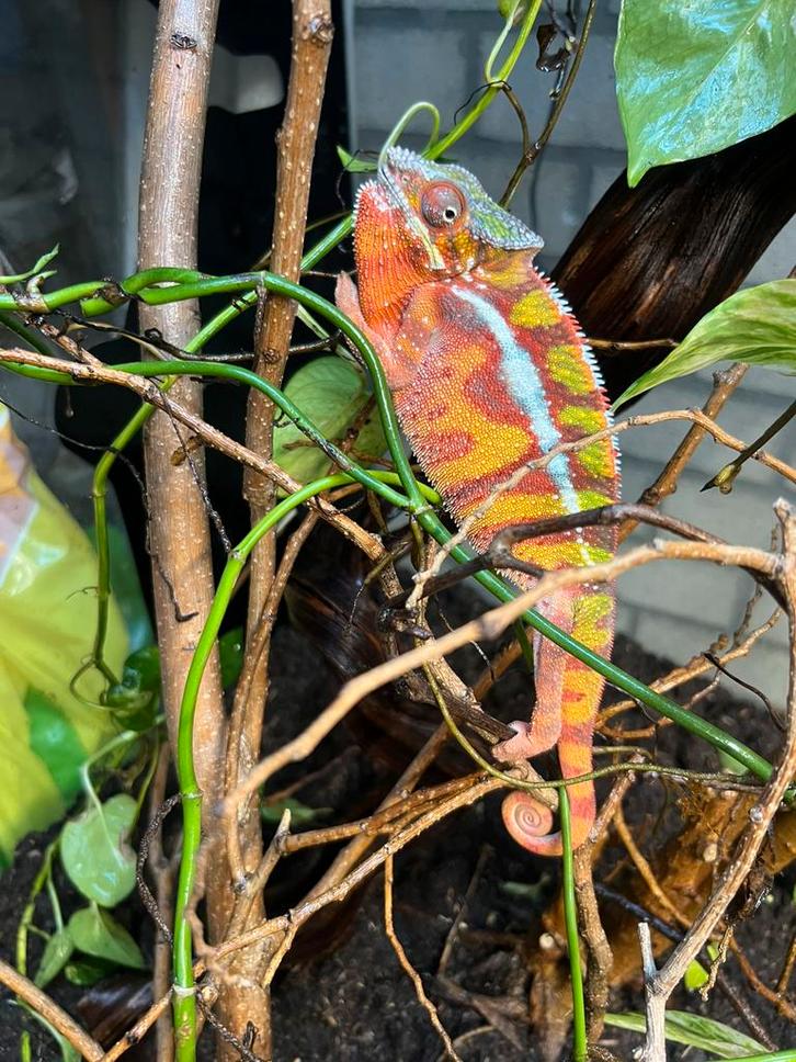 Furcifer Pardalis (panterkameleon)
