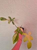 philodendron florida beauty, Ophalen, Halfschaduw, Minder dan 100 cm