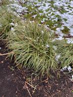 Gratis af te halen Siergras -Carex morrowii, Ophalen, Vaste plant, Siergrassen, Bloeit niet