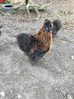 Zijdehoender haan, Dieren en Toebehoren