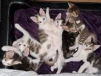 7 kittens, geboren op 6-7. 1 poes en 6 katers, Dieren en Toebehoren