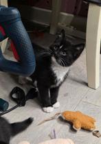 Zwart wit nestje van 4, Dieren en Toebehoren, Katten en Kittens | Overige Katten, Meerdere dieren, Kortharig, 0 tot 2 jaar