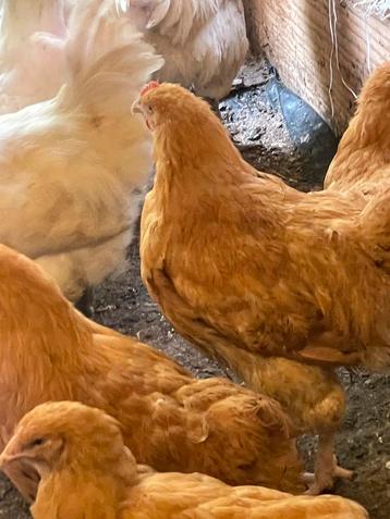 Orpington buff hennen en hanen kippen beschikbaar voor biedingen