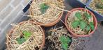 aardbeienplantjes/ aardbeienplant/ planten, Ophalen, Volle zon, Vaste plant, Zomer