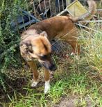Rakker, Dieren en Toebehoren, Honden | Chihuahua's en Gezelschapshonden, Rabiës (hondsdolheid), 1 tot 2 jaar, Eén hond, Nederland