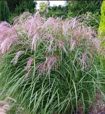 Miscanthus S. Flamingo | Prachtriet | Chemievrij | C1,5 beschikbaar voor biedingen