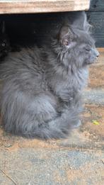 Maine coon kitten met papieren, poesje, Dieren en Toebehoren, Katten en Kittens | Raskatten | Langhaar, Poes, Gechipt, 0 tot 2 jaar