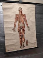 Vintage schoolplaat anatomie lichaam, Antiek en Kunst, Antiek | Schoolplaten, Ophalen of Verzenden, Natuur en Biologie