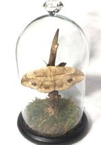 Monkey moth op reebok geweistang in stolp, Verzamelen, Dierenverzamelingen, Nieuw, Opgezet dier, Ophalen of Verzenden, Insect