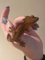 Wimpergekko baby npv dalmatian, Dieren en Toebehoren, Reptielen en Amfibieën, Hagedis, Tam, 0 tot 2 jaar