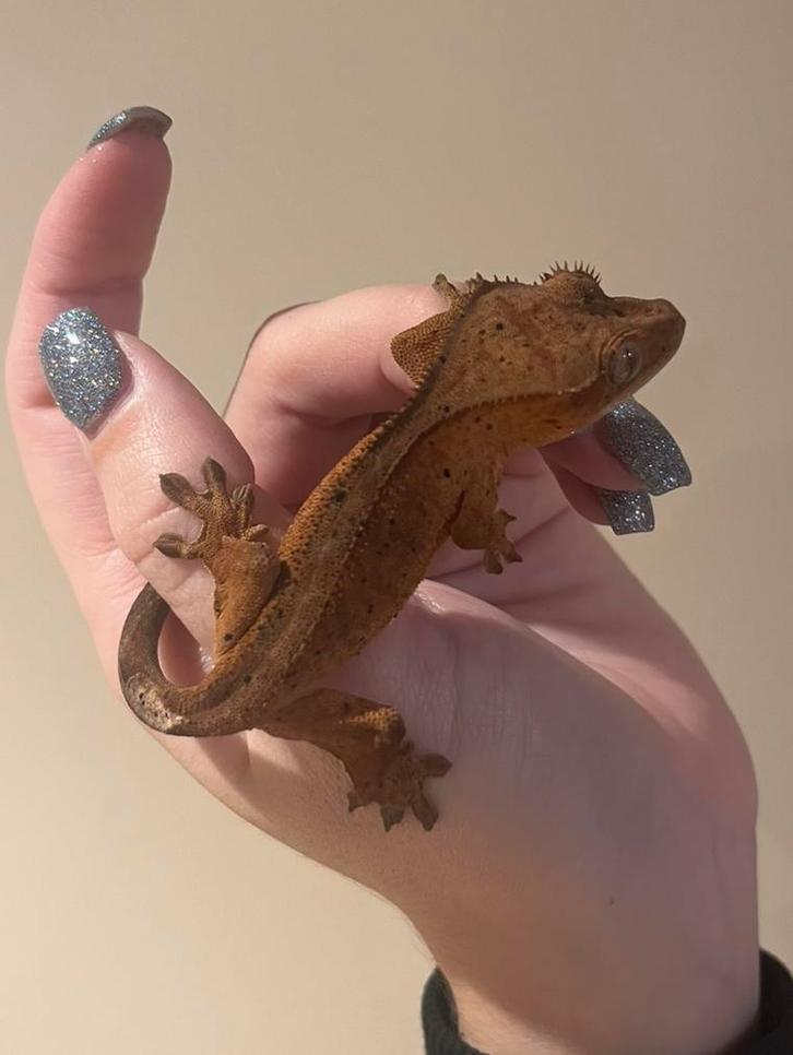 Wimpergekko baby npv dalmatian