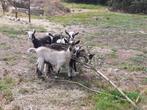 Geitenlammeren bokjes en sikjes, Dieren en Toebehoren, Schapen, Geiten en Varkens, Meerdere dieren, Geit, 0 tot 2 jaar