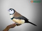 Tropische vogels | Veel keuze uit mooie soorten vogels, Dieren en Toebehoren, Vogels | Overige Vogels, Meerdere dieren, Tropenvogel
