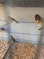 Grote zebravinken, Dieren en Toebehoren, Vogels | Overige Vogels, Meerdere dieren