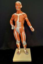 Anatomie model, menselijk spiermodel, anatomie, Ophalen of Verzenden