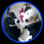 Lief zwart/wit reutje kruising Australian Shepherd puppy, Dieren en Toebehoren, Honden | Niet-rashonden, Reu, 8 tot 15 weken, Meerdere