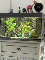 Juwel aquarium met vissen, Ophalen, Zo goed als nieuw, Gevuld zoetwateraquarium