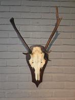 Gewei met schedel op schild, Ophalen of Verzenden, Hert, Gewei of Kop