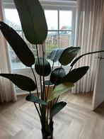 Nieuwe kunstplant Strelitzia 190cm, Overige soorten, In pot, 150 tot 200 cm, Groene kamerplant