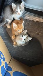 3 lieve kittens!, Dieren en Toebehoren, Katten en Kittens | Overige Katten, Meerdere dieren, Kortharig, 0 tot 2 jaar