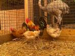 Bofkip, wie geeft deze kippen een tweede kans?, Meerdere dieren, Kip