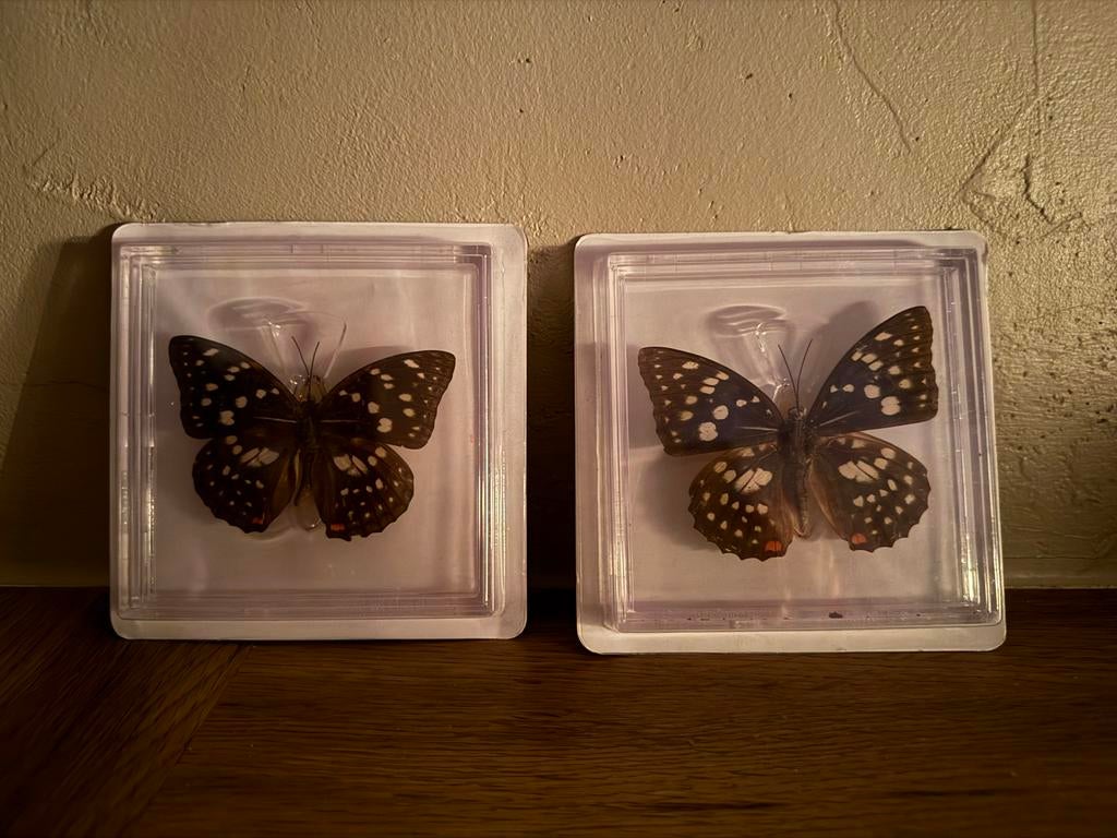 Vlinders in Display - 6 stuks, Verzamelen, Dierenverzamelingen, Ophalen of Verzenden, Nieuw, Insect, Overige typen