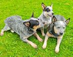 Australian Cattle dog, Dieren en Toebehoren, Particulier, Rabiës (hondsdolheid), 15 weken tot 1 jaar, Buitenland