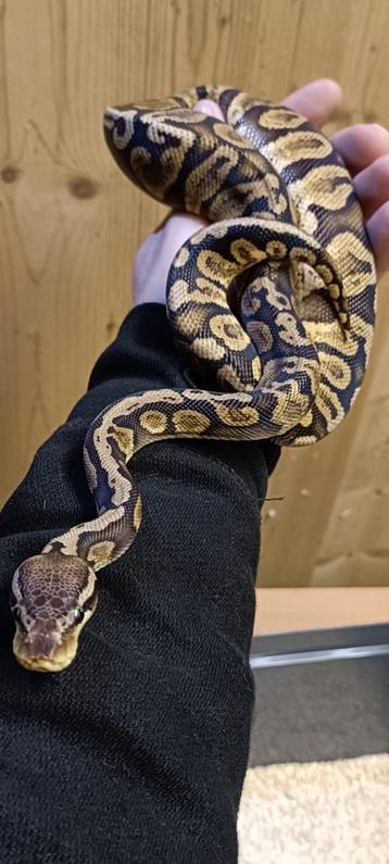 0.1. Pastel GHI dametje uit 2023 beschikbaar. beschikbaar voor biedingen