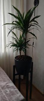Mooie pot met standaard, incl plant, ophalen in werkendam, Huis en Inrichting, Woonaccessoires | Zuilen en Pilaren, Ophalen, Zo goed als nieuw