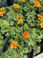 Bidens Ferulifolia (3 voor €5), Ophalen, Zomer, Volle zon