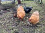 Orpington groot, Dieren en Toebehoren, Pluimvee, Meerdere dieren, Kip