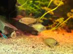 Apistogramma macmasteri, Dieren en Toebehoren, Vis