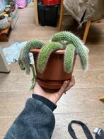 Monkeytail hang cactus, Ophalen of Verzenden, Cactus, Volle zon, Minder dan 100 cm