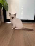 Vrouwelijke ragdoll kitten, Dieren en Toebehoren, Meerdere dieren