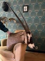 Opgezette oryx, Ophalen, Wild dier, Gewei of Kop