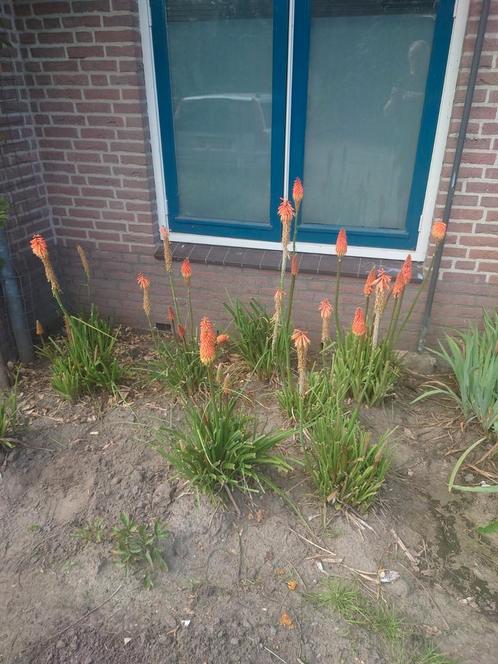 Kniphofia Alcazar planten of pollen, Tuin en Terras, Planten | Tuinplanten, Volle zon, Zomer, Ophalen