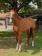Leuke allround 6 jarige merrie, Merrie, 3 tot 6 jaar, 165 tot 170 cm, Met stamboom