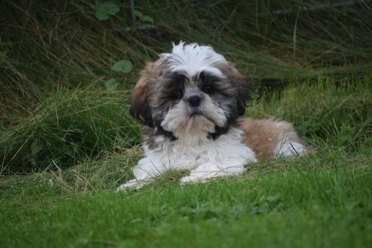 Shih-tzu pups direct beschikbaar, Dieren en Toebehoren, Honden | Chihuahua's en Gezelschapshonden, Meerdere dieren, Overige rassen