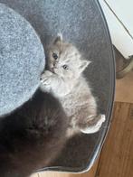 Raskittens britse korthaar, Geslacht onbekend, Ontwormd, 0 tot 2 jaar