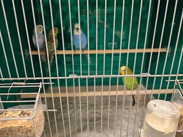 Melopsittacus undulatus Gras Parkiet beschikbaar voor biedingen