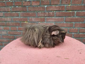 Choco peruvian cavia koppel  beschikbaar voor biedingen
