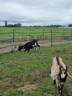 Vakantie hulp dierenverzorging, Januari, Meerdere dieren