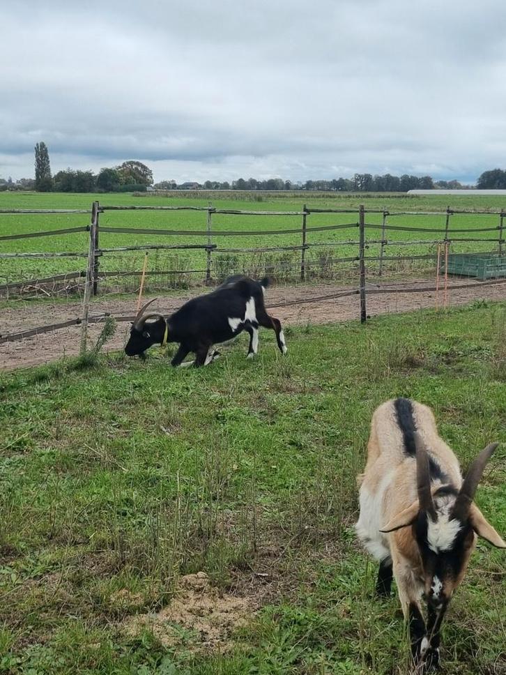 Vakantie hulp dierenverzorging, Dieren en Toebehoren, Overige Dieren, Meerdere dieren, Januari