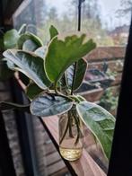 Hoya Australis Blondie stekken, Ophalen of Verzenden, Halfschaduw, Minder dan 100 cm