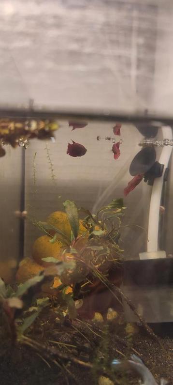 5 vrouwelijke betta's 4 jonge rode en 1 dumbo ear beschikbaar voor biedingen