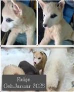 Husky pups ter adoptie, asielhondjes, geen broodfok, Dieren en Toebehoren, Honden | Niet-rashonden, Particulier, Rabiës (hondsdolheid)